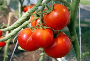 Продам теплицу 3х4м из сотового поликарбоната 4мм