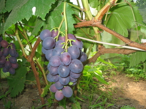 Саженцы Винограда - Изображение #1, Объявление #849527