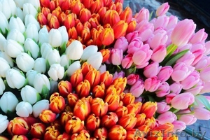 Тюльпаны  8 марта - Изображение #1, Объявление #841461