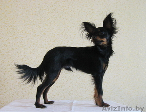 Продается не дорого кобель русского тоя длинношерстного (той терьер). 