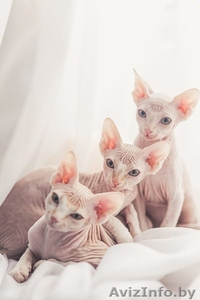 котята  канадского сфинкса