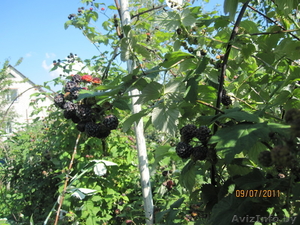 Саженцы черной малины (Кумберленд) - Изображение #1, Объявление #858468