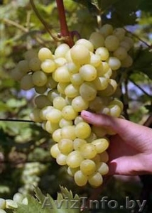 Продам многолетние саженцы винограда - Изображение #2, Объявление #891922