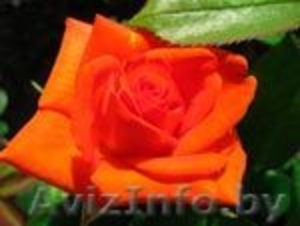 Cаженцы роз по низким ценам - Изображение #3, Объявление #879644