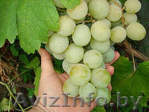 Продам многолетние саженцы винограда - Изображение #4, Объявление #891922