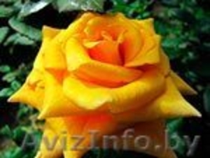 Cаженцы роз по низким ценам - Изображение #4, Объявление #879644