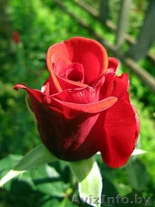 Cаженцы роз по низким ценам - Изображение #5, Объявление #879644