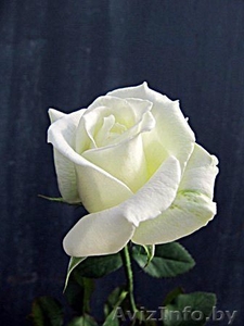Cаженцы роз по низким ценам - Изображение #6, Объявление #879644
