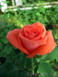 Cаженцы роз по низким ценам - Изображение #7, Объявление #879644