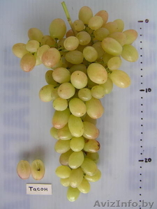 Продам многолетние саженцы винограда - Изображение #5, Объявление #891922