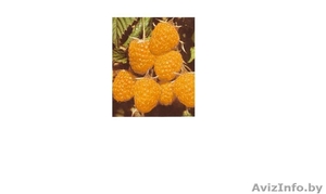 Саженцы малины Желтое Чудо - Изображение #1, Объявление #877835