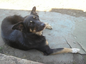 Монташка объявил о поисках хозяина