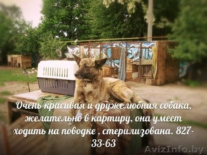 Очень красивая и дружелюбная собака