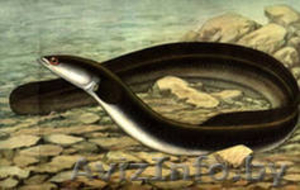 Угорь,  судак, лещ,  и др. рыба с/м