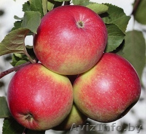 Польское яблоко от производителя - Изображение #1, Объявление #973395