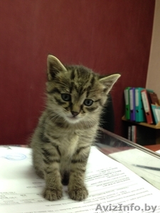 обаятельный котенок в подарок