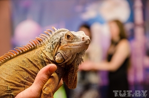 Артисты оригинальных жанров