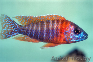 Цихлиды Аулонокара Ред рубин - Аквариумные рыбки - Изображение #1, Объявление #992147