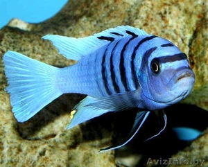 Цинотиляпия Галерея риф - Аквариумные рыбки - Изображение #1, Объявление #992166