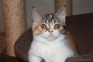 скоттиш страйт девочка