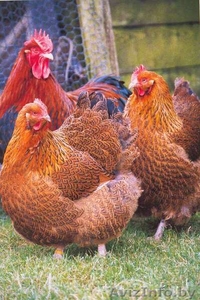 Породистые цыплята орпинктон, кохинхин, разного возраста - Изображение #1, Объявление #1019304
