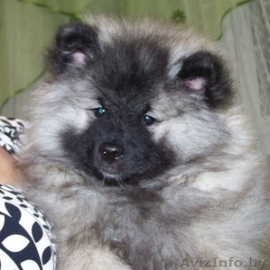 щенки кеесхонда(вольшпиц)
