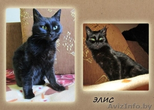 ОСОБЕННАЯ ЭЛИС ОЧЕНЬ ХОЧЕТ НАЙТИ СВОЙ ДОМ