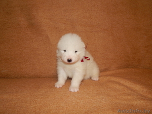 Щеночки Самоеда 