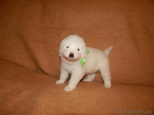 Замечательные детки Самоеда 