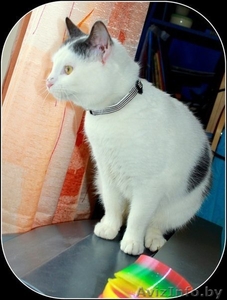 Коты-подростки ищут новый дом