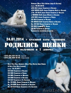 Продаются Щенки Самоеда 