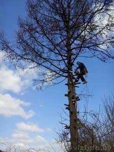 Спилить дерево любой сложности - Изображение #1, Объявление #1052451