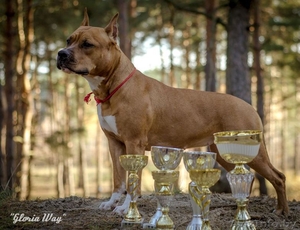 Шикарные девочки Американского стаффордширского терьера. 