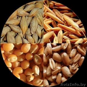 Закупаем на постоянной основе зерно