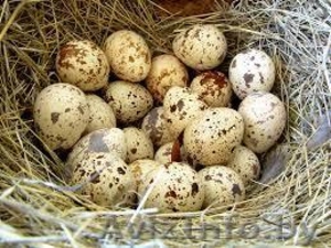 Всегда в наличии свежие цесарские и перепелиные яйца от собственного хозяйства  - Изображение #3, Объявление #1067856