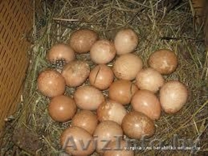 Всегда в наличии свежие цесарские и перепелиные яйца от собственного хозяйства  - Изображение #1, Объявление #1067856