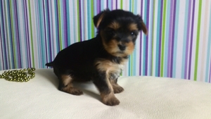 щенки йоркшир терьера #1067398