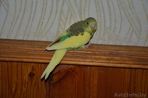 Волнистый попугай  птенцы - Изображение #2, Объявление #1084321