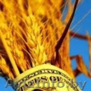 Продам фуражную пшеницу - Изображение #1, Объявление #1085565