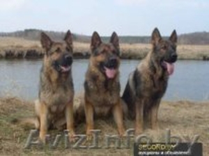 набор в группу Инструкторов-дрессировщиков служебно-спортивных собак  - Изображение #3, Объявление #1101725