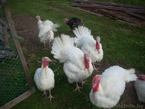 Органическое фермерское мясо птицы, яйца - Изображение #1, Объявление #1105302