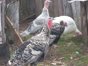 Органическое фермерское мясо птицы, яйца - Изображение #2, Объявление #1105302