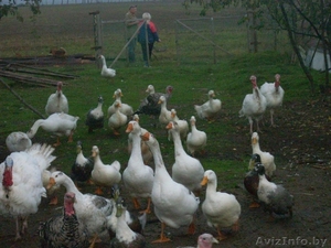 Органическое фермерское мясо птицы, яйца - Изображение #3, Объявление #1105302
