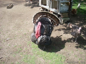 Органическое фермерское мясо птицы, яйца - Изображение #4, Объявление #1105302