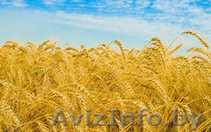 Компания реализует зерно фуражное - Изображение #1, Объявление #1122792