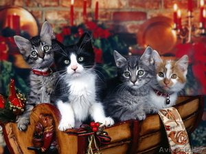 Кастрированные коты, кошки и котята приюта в дар, в добрые руки! - Изображение #9, Объявление #504472