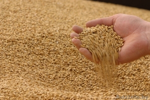 Закупаем зерно Пшеница, Ячмень - Изображение #1, Объявление #1137862
