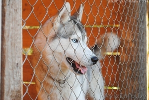 Хаски,  шикарный импортный кобель для вязки