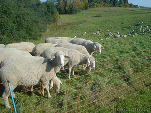 Продаю племенных овец