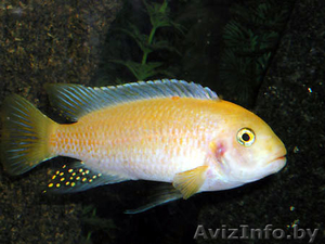 Псевдотрофеус Зебра апельсиновая - Аквариумные рыбки - Изображение #1, Объявление #1150319
